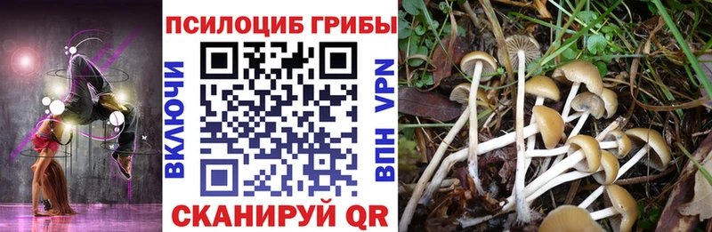 Купить где  Полярный  Галлюциногенные грибы Psilocybe 